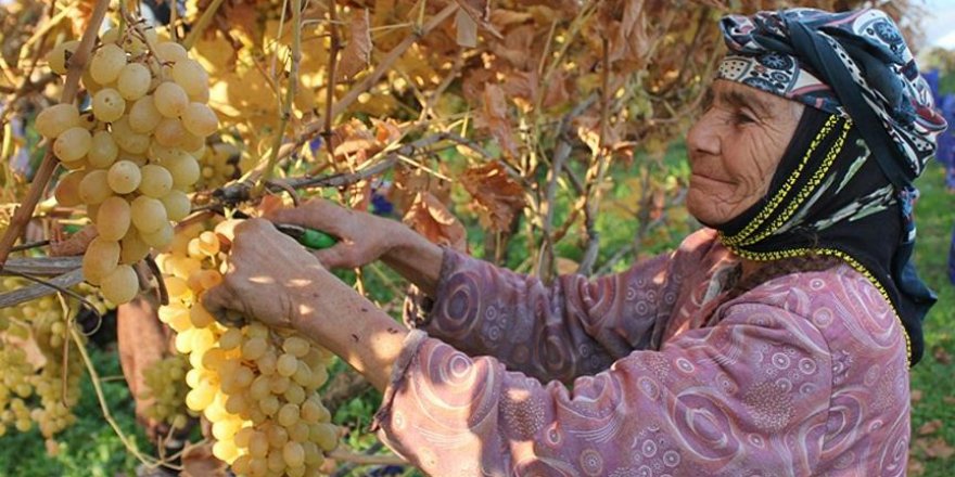 Kış mevsiminde üzüm hasadı