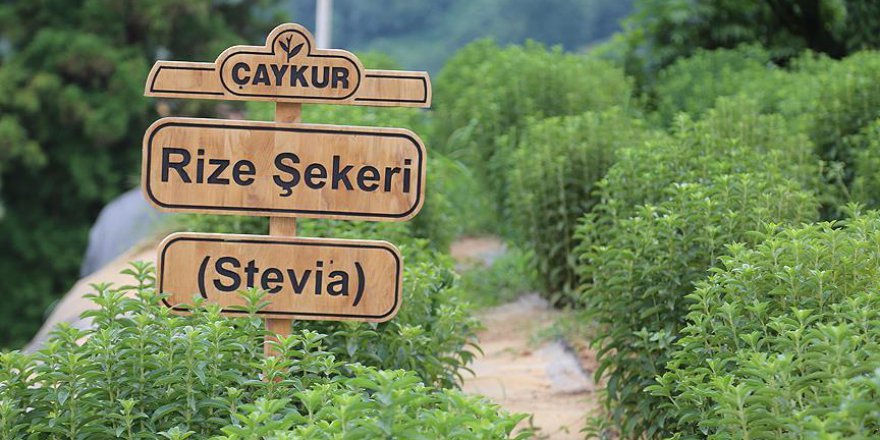 ÇAYKUR'un steviadan sıfır kalorili şeker üretimi yakın
