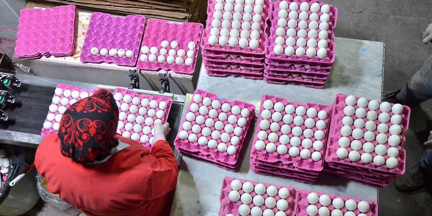 Çorum'dan haftada 2 milyon yumurta ihracatı