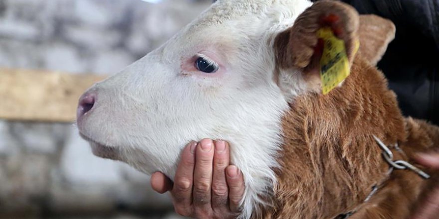 Fakıbaba: 2018'de bütün aşılar bedava yapılacak