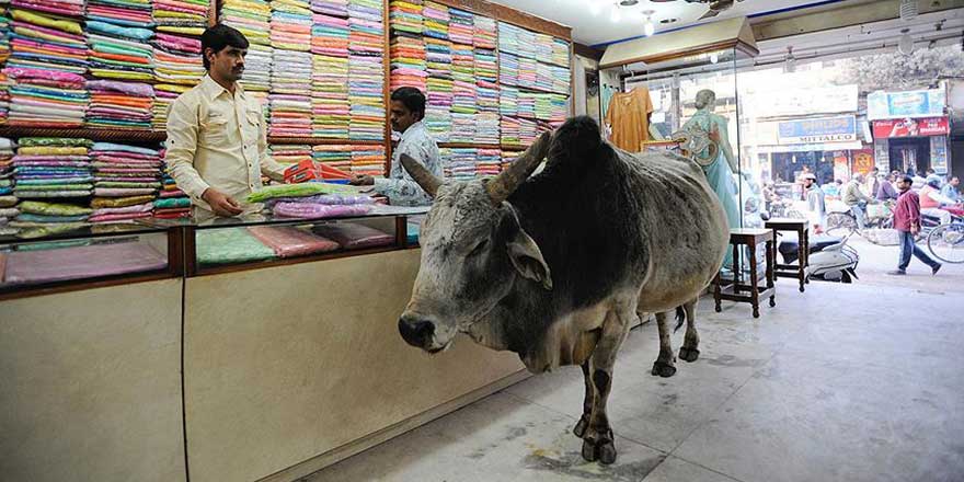 Hindistan'da inek kestiği iddia edilen Müslüman linç edildi