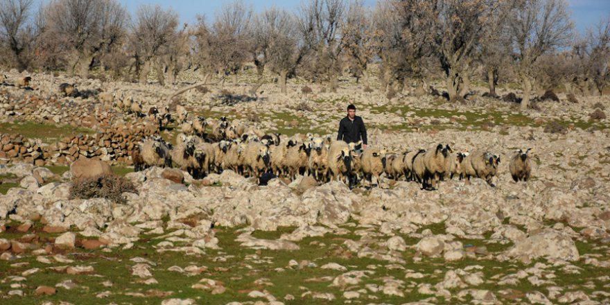 Göçerler 'yayla yolunun' açılmasından mutlu