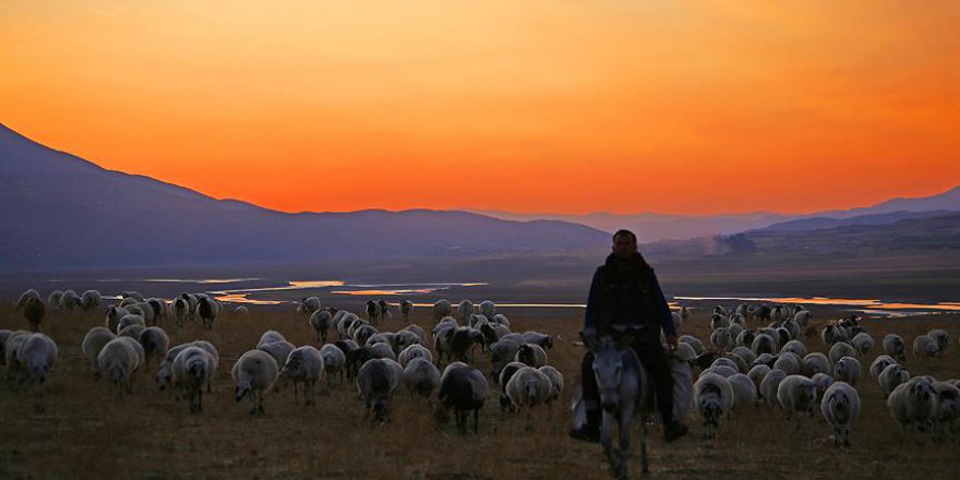 Doğuda yayla sevinci sürüyor