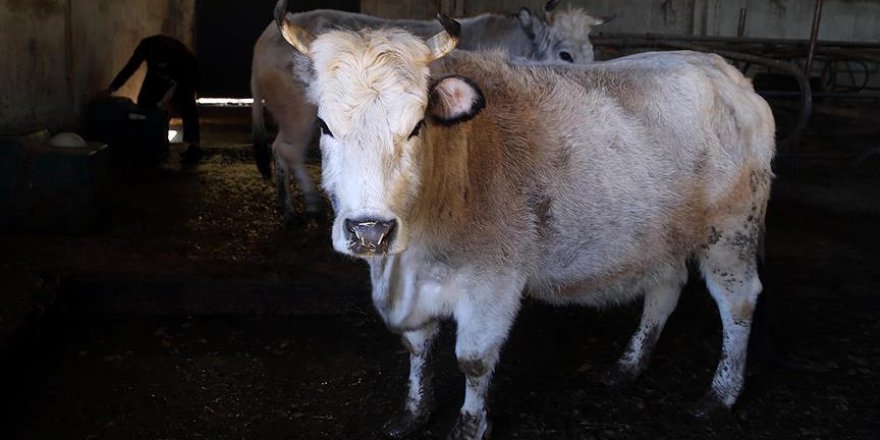 Sekiz yaşını dolduran klon sığırlar 'torun' sahibi oldu