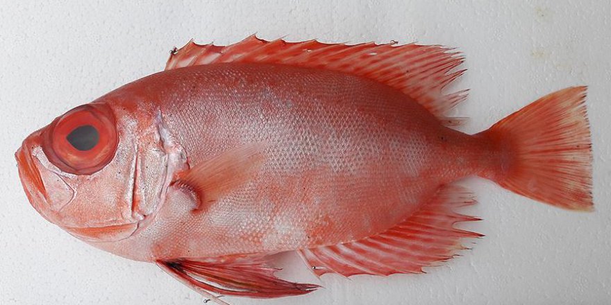 Türkiye'de ilk defa görüldü