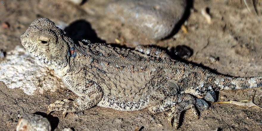 Nesli tükenmekte olan 'topbaş keleri' görüntülendi