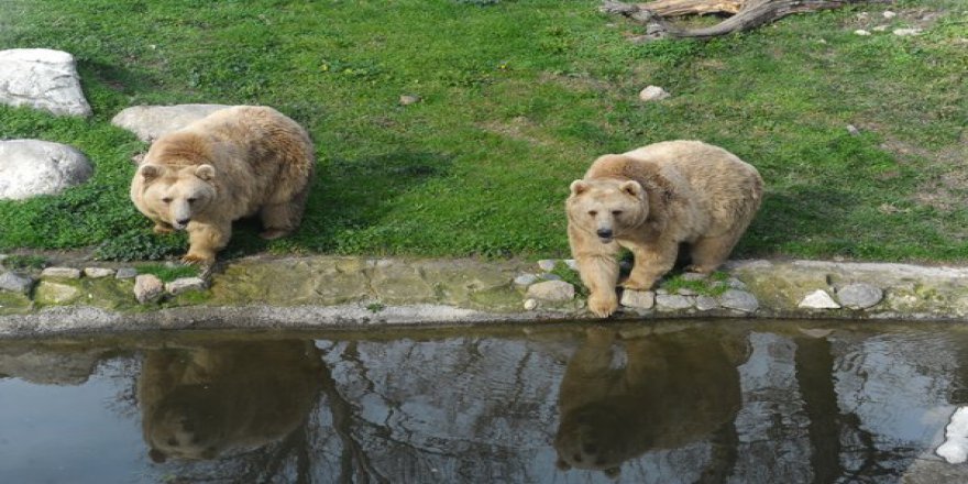 Ayılar kış uykusuna yatamadı