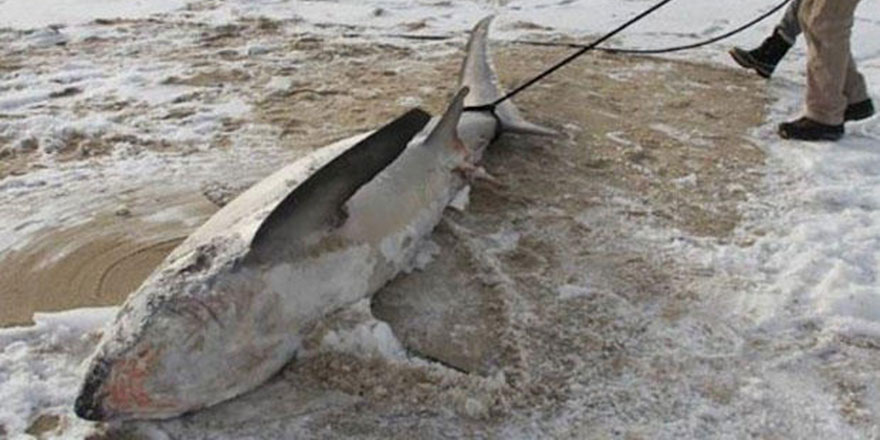 Balıklar bile dondu