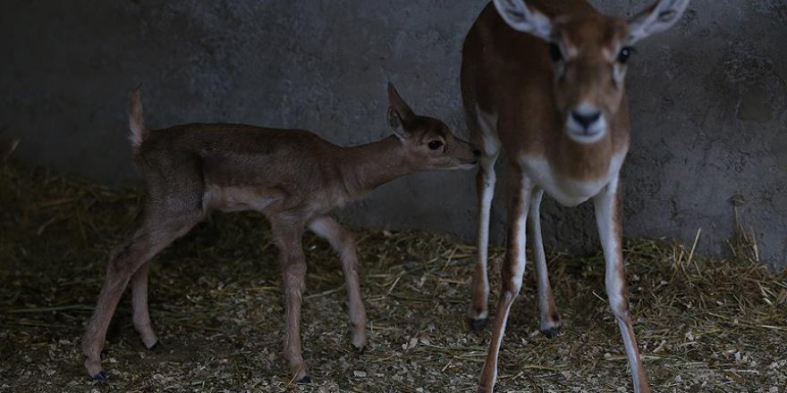 8 ayda 500 bin ziyaretçi ağırladı