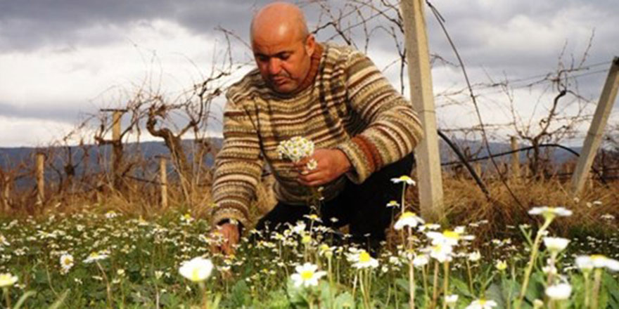 Cenab-ı Hakkın hikmeti bu yıl böyle tecelli etti: Ocak ayında papatyalar açtı