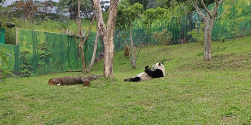 Çin'in diplomat pandalarına 'sarayda' bakılıyor