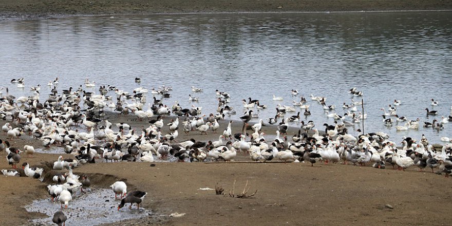 Devlet desteğiyle kaz çiftliği kurdu