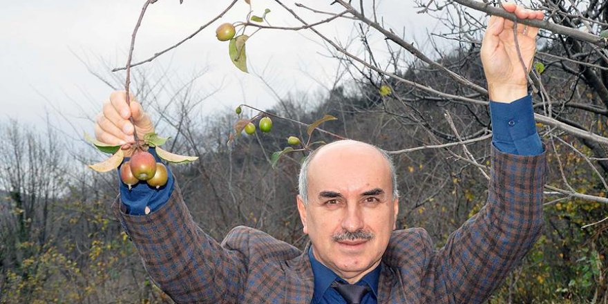 Elma ağacı kış mevsiminde meyve doldu