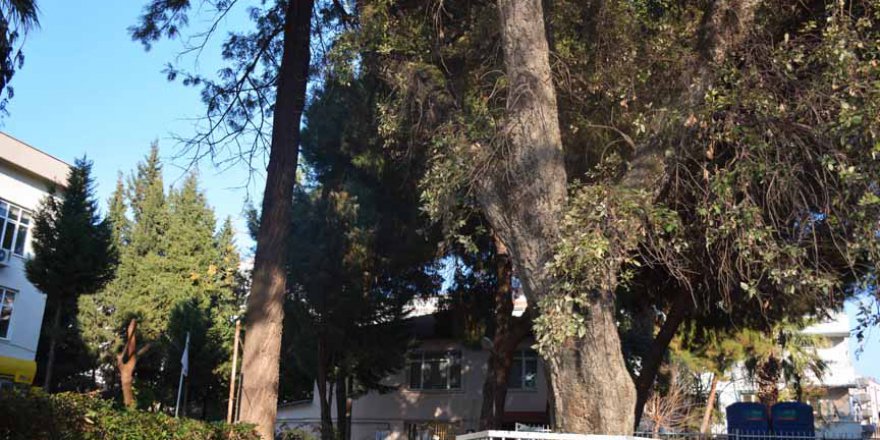 Sultan 2. Abdülhamid'e hediye edilen ağaç projeyi değiştirdi