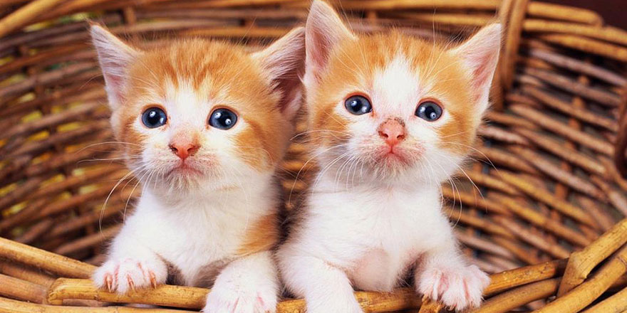 Hayvanlara eziyet edenlere hapis cezası yolda