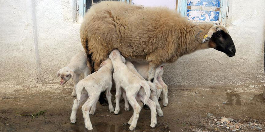 İki tane beklerken Allah beş tane gönderdi