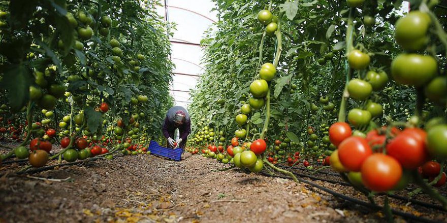 Yaş meyve sebze ihracatı yüzde 13 arttı