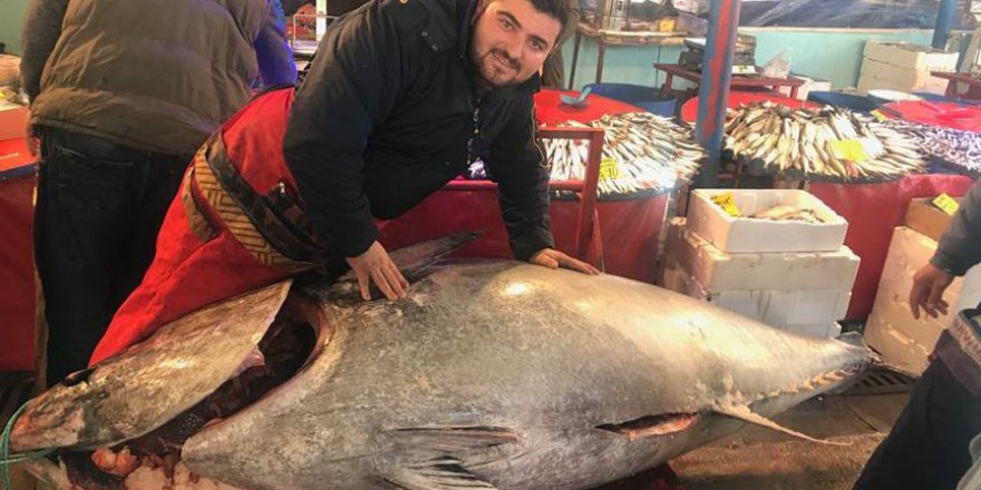 Yarım tonluk orkinosa yoğun ilgi