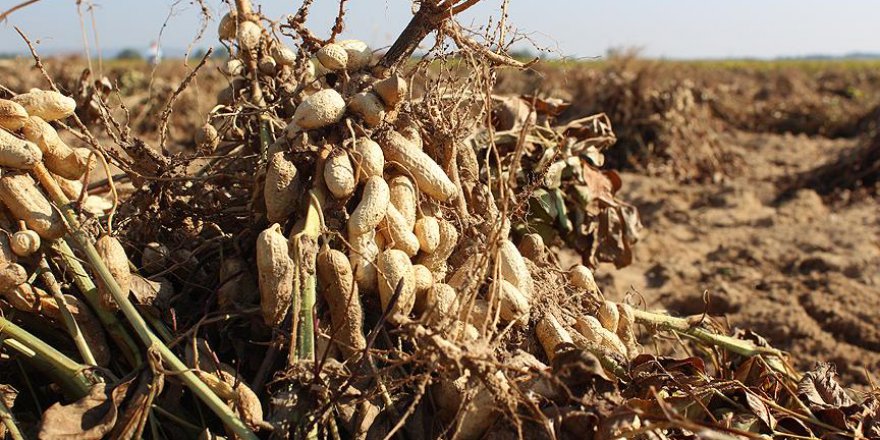 Meriç yer fıstığı tescillendi