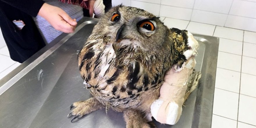 Yaralı puhu kuşu tedavi altına alındı