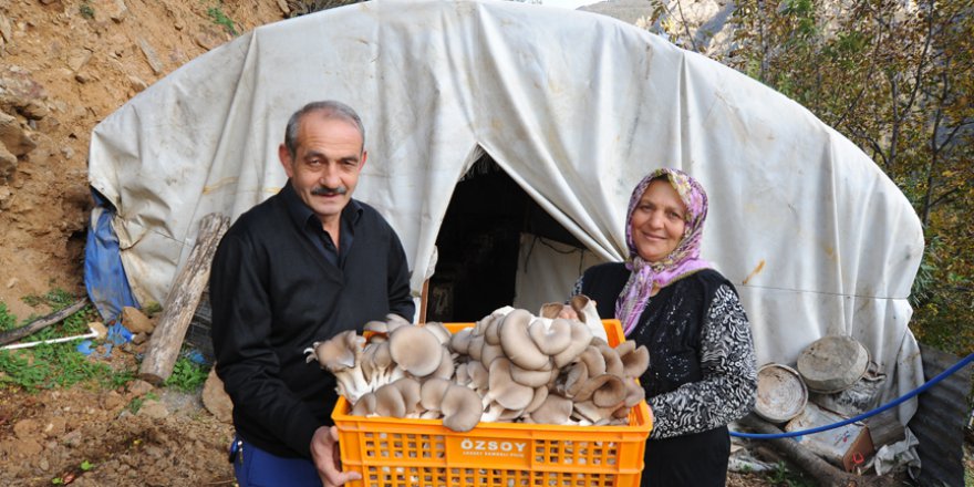 Kayın mantarı muhtarın geçim kaynağı oldu