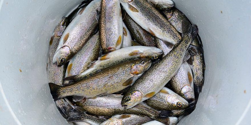 Denizi olmayan kent yıllık 4,7 bin ton balık üretiyor