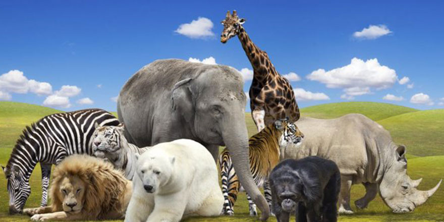 Risale-i Nur'da geçen 'İnsanın bir ferdi, sair hayvanatın bir nev’i hükmündedir' sözünün izahı