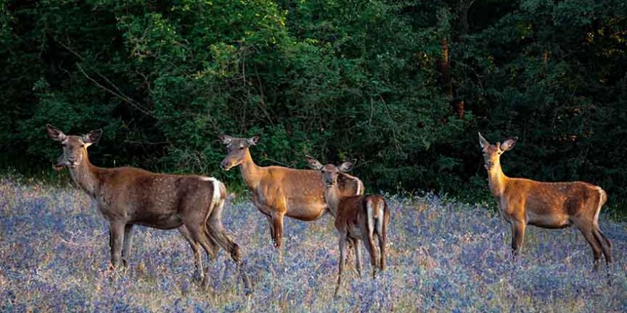 Kızıl geyikler nakille kan tazeliyor