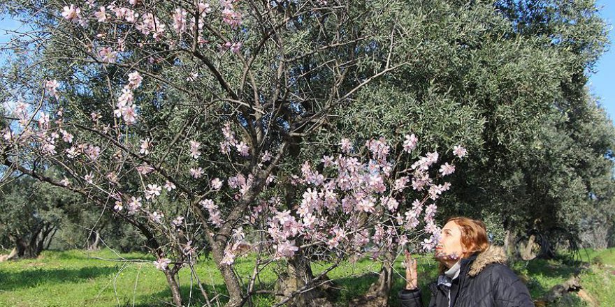 Badem ağaçları çiçeklendi, üreticileri don endişesi sardı