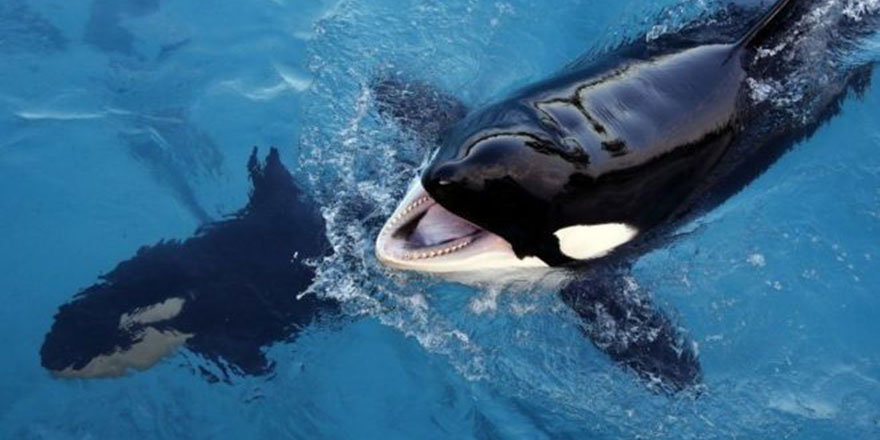 Mavi Balina tehlikesi Whatsapp'a da yayıldı