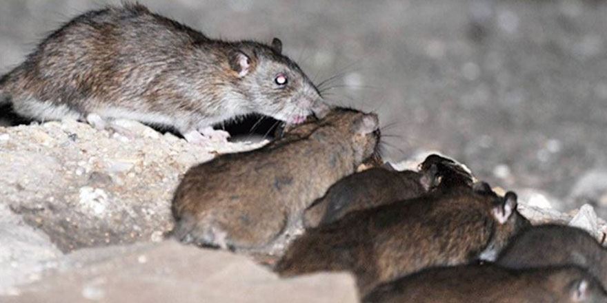 ABD'nin en büyük kentinin başı farelerle dertte