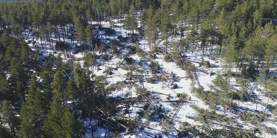 Bolu'da rüzgar kuvvetli esti ağaçlar yerinden söküldü