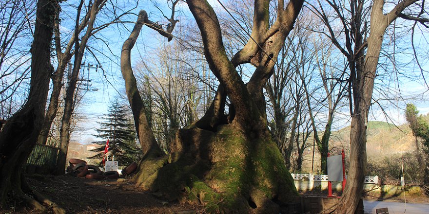 800 yıllık çınarın kovuğu 8 yavru köpeğe barınak oldu