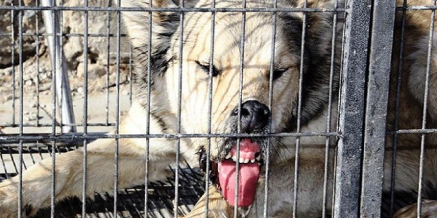 Bayburt'ta şehir merkezine inen kurt yakalandı