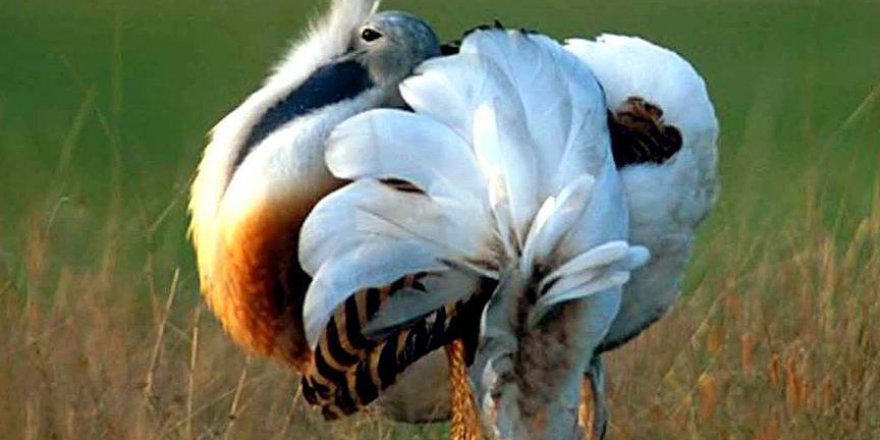 Toy kuşunun neslinin korunması için uluslararası çalışma