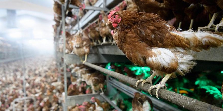 İran'da 25 milyon kümes hayvanı itlaf edildi