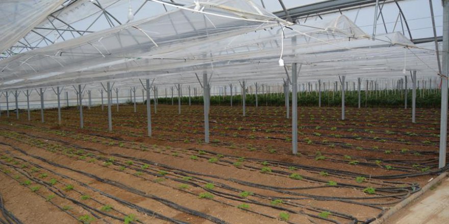 Jeotermal suyla ısıtılan serada 12 ay boyunca üretim