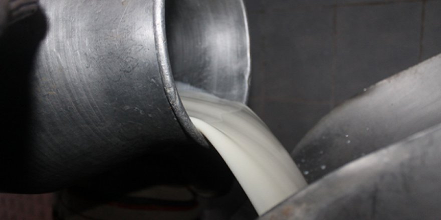 Toplanan inek sütü miktarı azaldı