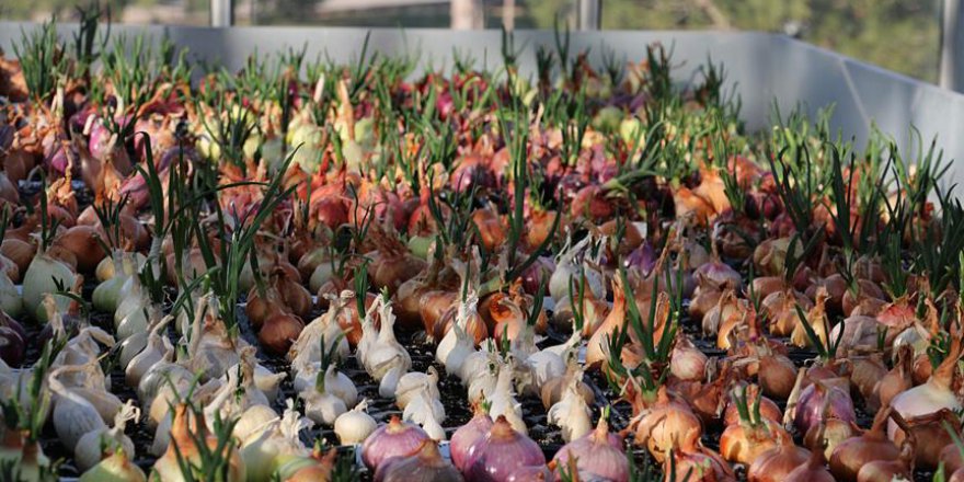 Yeni nesil hibrit soğan üretildi