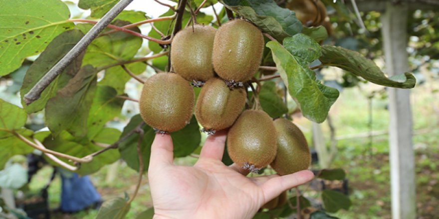 Ordu'da kivi üretiminde rekor