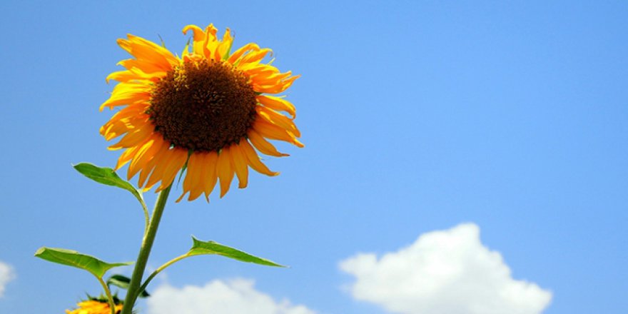 Türkiye geçen yıl 1 milyar dolarlık yağ ihraç etti