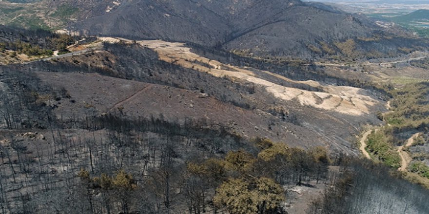 Menderes'teki yangın bölgesi ağaçlandırılacak
