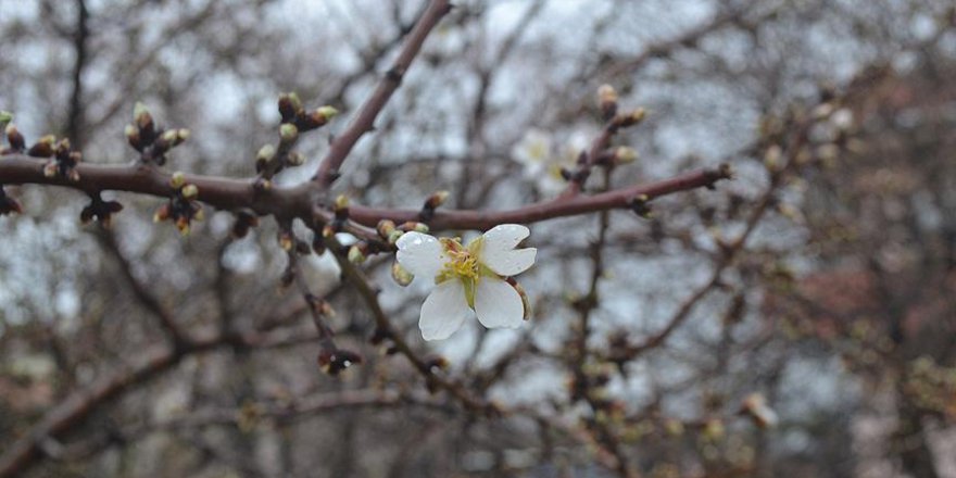 Edirne'de meyve ağaçları çiçek açtı
