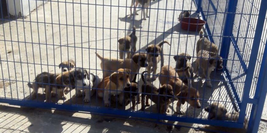 Hayvanlara şiddet uygulayanlara 674 bin lira ceza