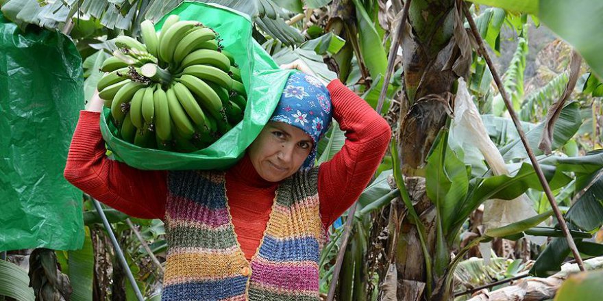 Yerli muz fiyatı tavan yaptı
