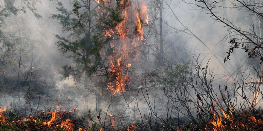 5 yılda yüzlerce orman 'kasten' yakıldı