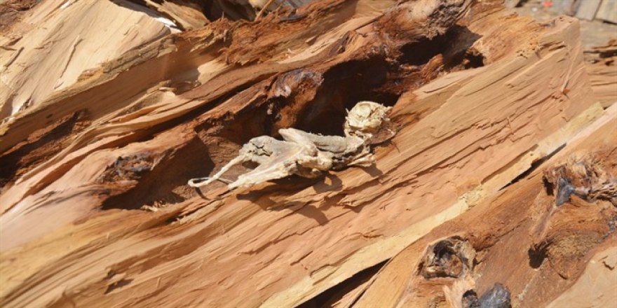 Dinozor fosili sandılar, kedi yavrusu çıktı