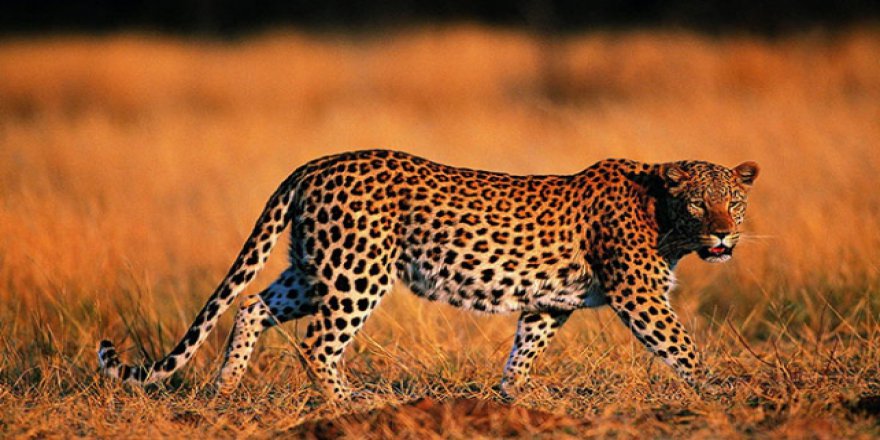 Kenya'da vahşi hayvan saldırıları arttı