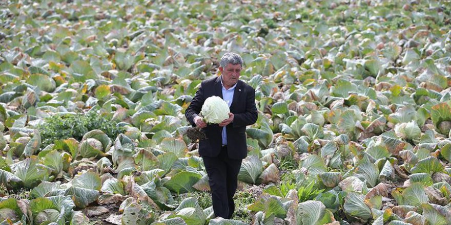 Tonu 70 liraya kadar düşen lahana tarlada kaldı