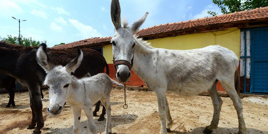 At ve eşeklere kimlik geliyor
